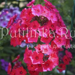 Флокс метельчатый Салют (Егоровой В)