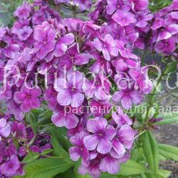 Флокс метельчатый Старый приятель (Егоровой В)