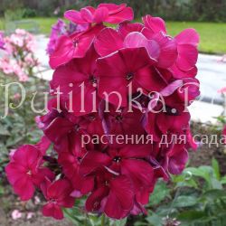 Флокс метельчатый Вишневый омут (Егорова В)