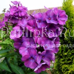 Флокс метельчатый Никольский (Егорова В.)