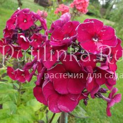 Флокс метельчатый Опиум (Егорова В.)