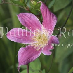 Клематис Catherine Clanwilliam (Clematis  Catherine Clanwilliam (tex.))