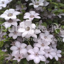 Клематис Marmori (Clematis Marmori)