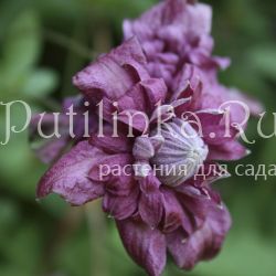 Клематис Purpurea Plena Elegans (Clematis Purpurea Plena Elegans)