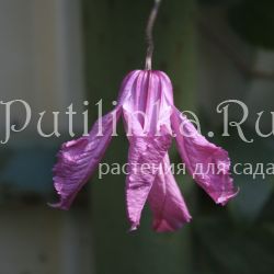 Клематис Pamiat Serdtsa (Clematis Pamiat Serdtsa)