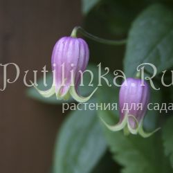 Клематис лесной (Clematis viorna)