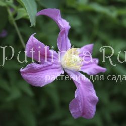 Клематис Inspiration ( Clematis Inspiration)