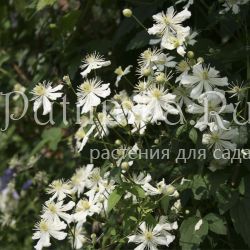 Клематис Paul Farges   фаргезиоидес  Summer Snow (Clematis Paul Farges  fargesioides  Summer Snow )