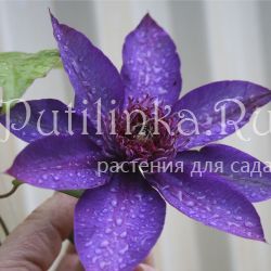 Клематис Multi Blue (Clematis Multi Blue)