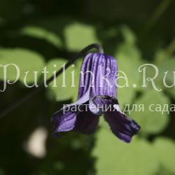 Клематис (Clematis Rooguchi)