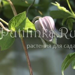 Клематис бурый (Clematis Fusca)