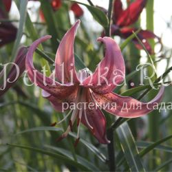 Лилия Розовая Дымка