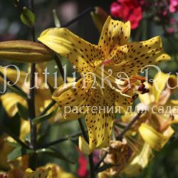 Лилия Лейхтлина