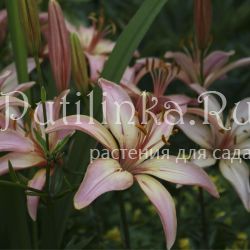 Лилия Руфина