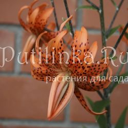 Лилия Flora Plena (Lilium FLORA PLENA)