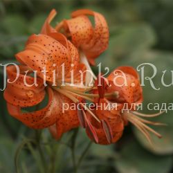 Лилии Лейхтлина (L. leitchlinii var.maximowiczii)