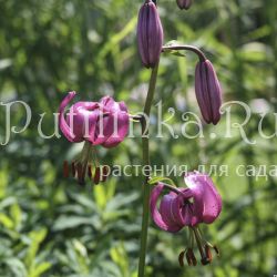 Лилия мартагон ярко розовая (Lilium martagon)