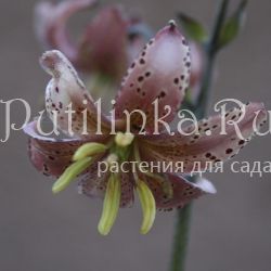 Лилия мартагон Pink Attraction (Lilium martagon Pink Attraction)