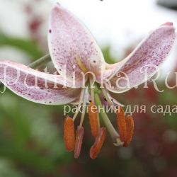Лилия мартагон Pink Morning (Lilium martagon Pink Morning)