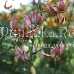 Лилия мартагон Manitoba Fox (Lilium martagon Manitoba Fox)