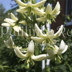 Лилия мартагон Дюймовочка