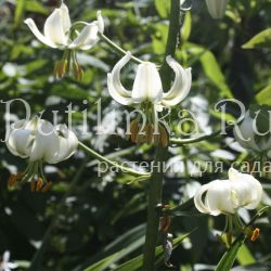 Лилия мартагон Alba