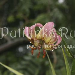 Лилия мартагон Chameleon (Lilium martagon Chameleon)