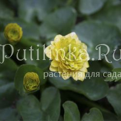 Лютик Sutherland Double (Ranunculus ficaria Sutherland Double)