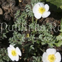 Лютик Сегье (Ranunculus seguieri )