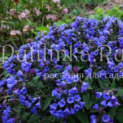 Медуница узколистная Blue Ensign (Pulmonaria angustifolia Blue Ensign)