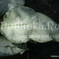 Медуница длиннолистная Majeste (Pulmonaria longifolia Majeste)