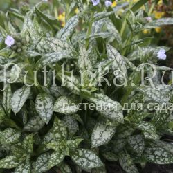 Медуница гибридная Opal (Pulmonaria hybride Opal)