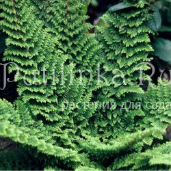 Многорядник щетинковый Plumosum Densum (Polystichum setiferum Plumosum Densum)