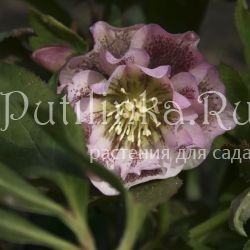 Морозник восточный Double Ellen Spotted Pink (Helleborus orientalis Double Ellen Spotted Pink)