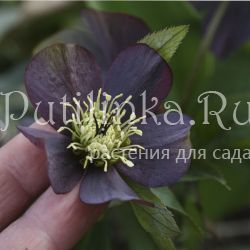 Морозник Blackberry Strail (Helleborus hybr. Blackberry Strail)