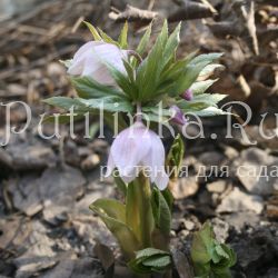 Морозник тибетский розовый (Helleborus thibetanus Pink)