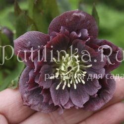 Морозник восточный Double Ellen Purple (Helleborus orientalis Double Ellen Purple)