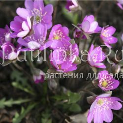 Печеночница благородная Cremar (Hepatica nobilis Cremar)