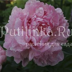 Пион Питертье Фринд (Paeonia Pietertje Vriend Wagenaar)