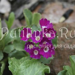 Примула (Primula x venusta)