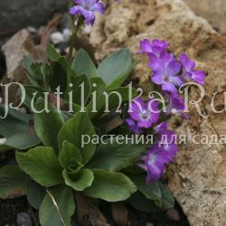 Примула (Primula spectabilis)