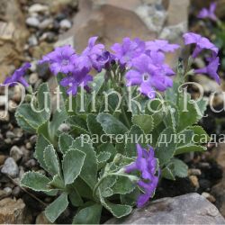 Примула окаймленная Pritchards (Primula marginata Pritchards)