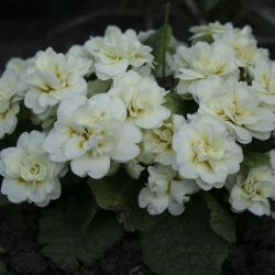Примула Belarina Cream (Primula Belarina Cream)