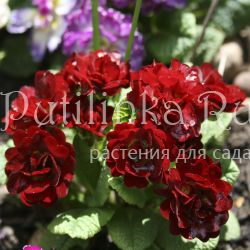 Примула Belarina Valentine (Primula Valentine)