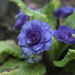Примула Belarina Delft Blue (Primula Belarina Delft Blue)