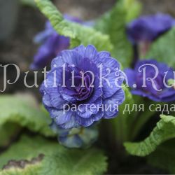 Примула Belarina Delft Blue (Primula Belarina Delft Blue)