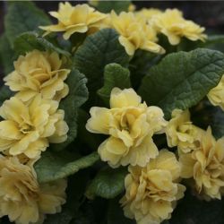 Примула Belarina Buttercup Yellow (Primula Belarina Buttercup Yellow)
