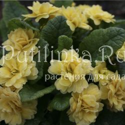 Примула Belarina Buttercup Yellow (Primula Belarina Buttercup Yellow)