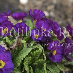 Примула Blue Julianas (Primula Blue Julianas)