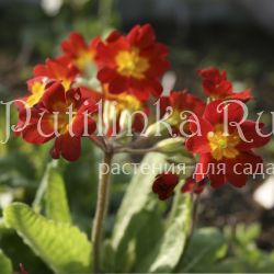 Примула полиантовая Hose in Hose (Primula polyanthus  Hose in Hose)